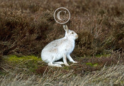 Mountain or Blue Hare DM0739